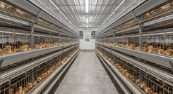 Система клеток ремонтного молодняка родительского стада бройлеров Gartech GE Ultima Breeder Pullet 1