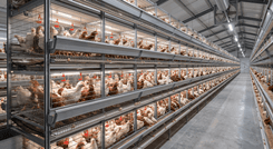 Система клеток GE Ultima Pullet 1