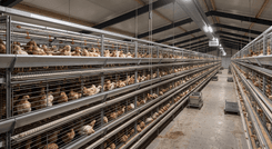 Система клеток GE Ultima Pullet Wide 2