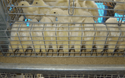 Система клеток GE Royal Brooder 2