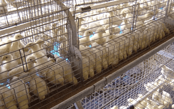 Система клеток GE Royal Brooder 1