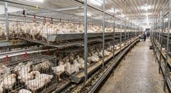 Система клеток GE Royal Pullet 1