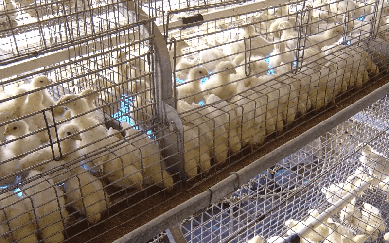 Система клеток GE Royal Brooder — фото 1